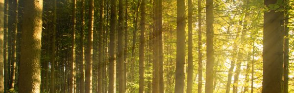 The Tree, The Forest