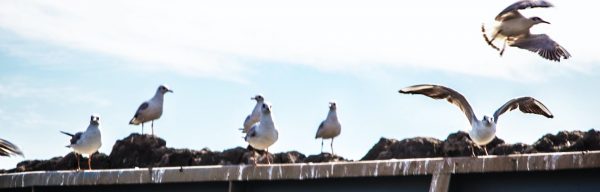 Manuél Sánchez. Gull.