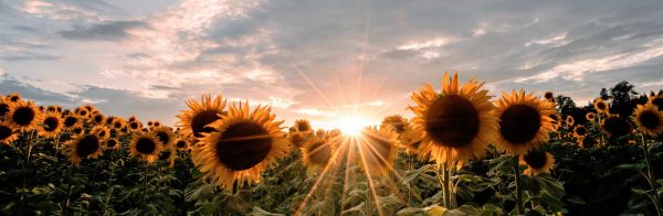 Reconsidering the Sunflowers
